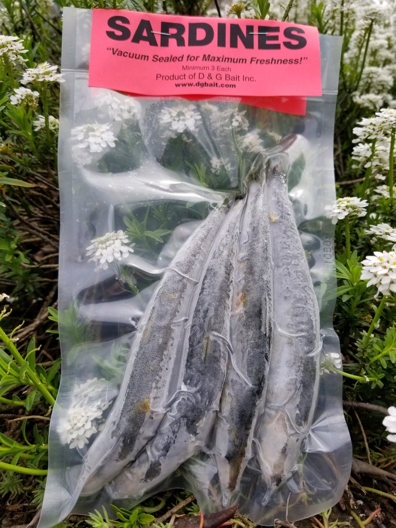 D&G Bait Sardines Vacuum Packed Fish Bait