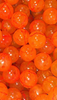 Bloop Hard Beads