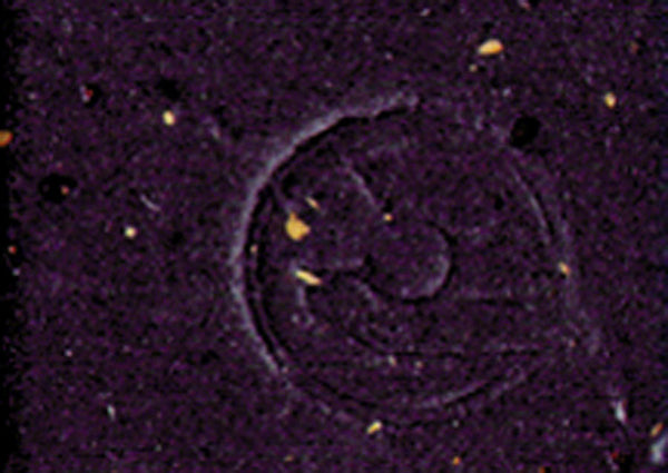 Cinelli Cork Ribbon Handlebar Tape - Ascent Cycles