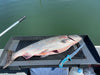 FishEng Fillet Table